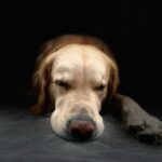 Hendrik Streeck Instagram - Frohe Ostern! 🐣 #goldenretriever #goldenretrieverlover #goldenretrieveroftheday #goldenretrieverlife #goldenretrieverlove Bonn, Germany