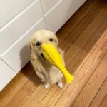 Hendrik Streeck Instagram - Happy 2nd Birthday, Sammy!! 🥳Du bist der süßeste, verrückteste und charmanteste Hund 🐕 den es gibt!! #goldenretriever #goldenretrieverlover #goldenretrieveroftheday #goldenretrieverlife #goldenretrieverlove