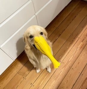 Hendrik Streeck Instagram - Happy 2nd Birthday, Sammy!! 🥳Du bist der süßeste, verrückteste und charmanteste Hund 🐕 den es gibt!! #goldenretriever #goldenretrieverlover #goldenretrieveroftheday #goldenretrieverlife #goldenretrieverlove