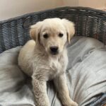 Hendrik Streeck Instagram - Welcome to the family! Bonn, Germany