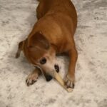 Henny Russell Instagram - Such a happy girl. 🐶🦴👀 It’s the look to me that cracked me up.