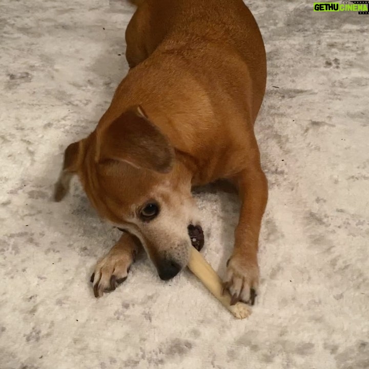 Henny Russell Instagram - Such a happy girl. 🐶🦴👀 It’s the look to me that cracked me up.