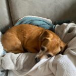 Henny Russell Instagram - Missing her daddy… #Chiweenie #ActorsDogsLife