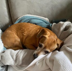 Henny Russell Instagram - Missing her daddy… #Chiweenie #ActorsDogsLife