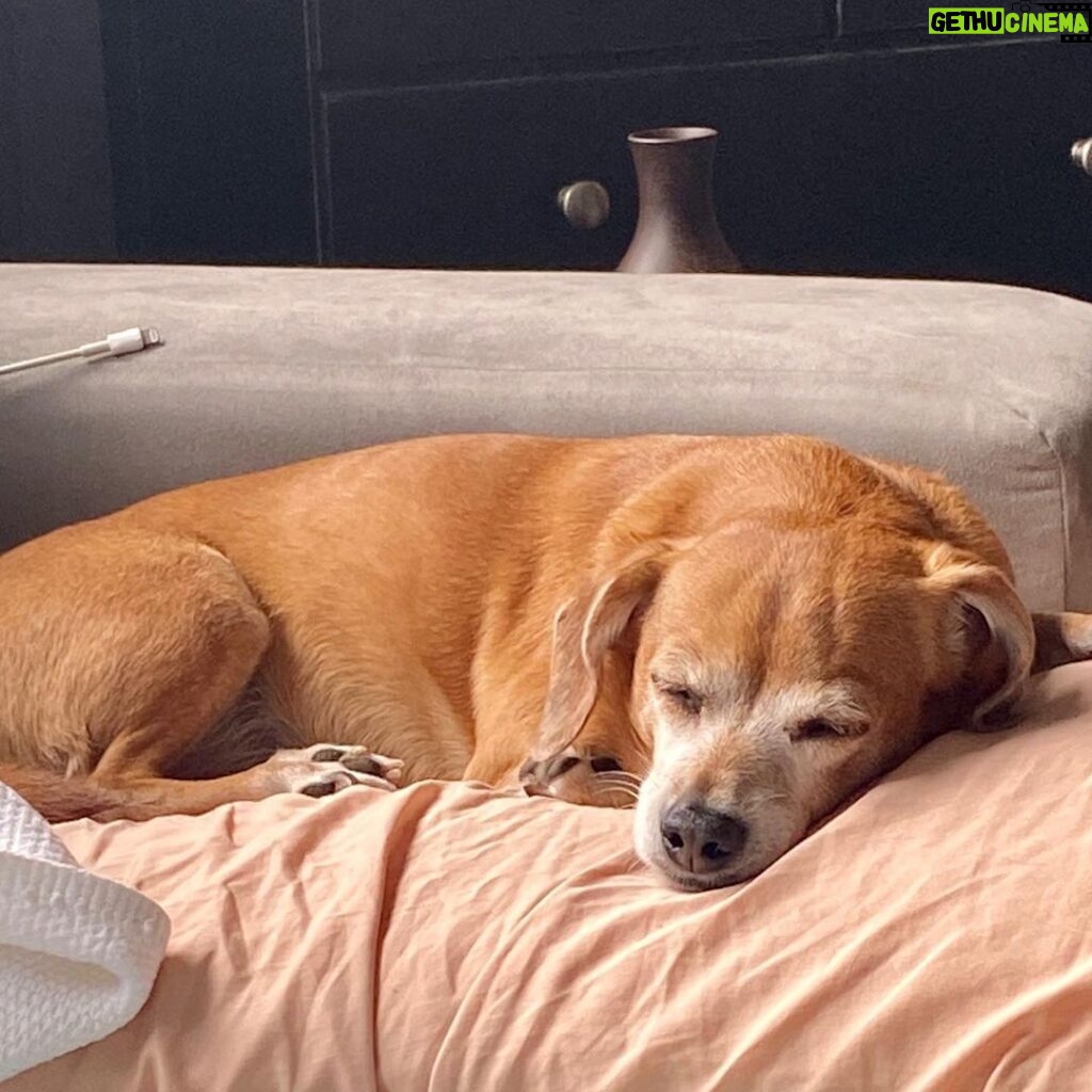 Henny Russell Instagram - Bailey auditioned with me via zoom yesterday! (She was great!) And she now understands why Mommy is so exhausted. 😂💻🎥🐕💤