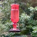 Henny Russell Instagram – Hummingbird in slow motion!  Their wing beat 50-80 times per SECOND!  And they are attracted to red. ❤️🕊 Carmel, New York