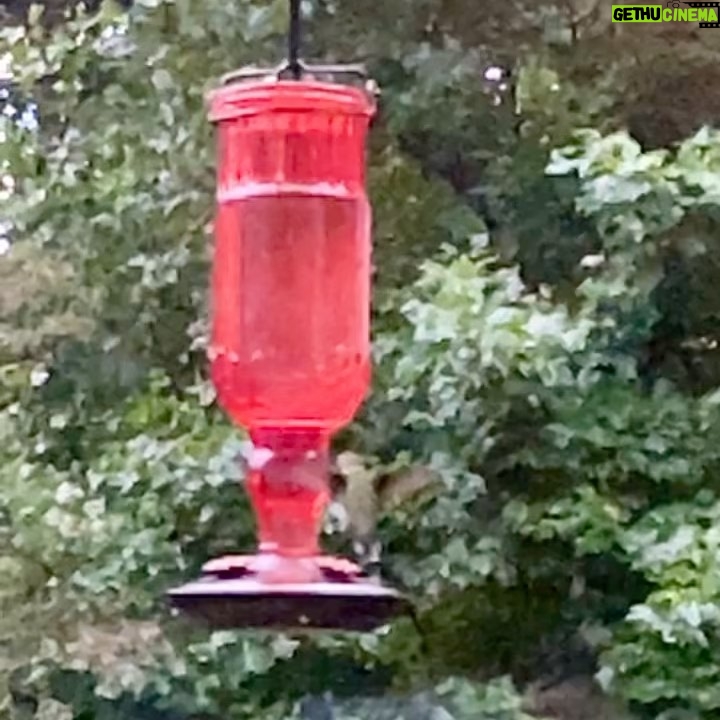 Henny Russell Instagram - Hummingbird in slow motion! Their wing beat 50-80 times per SECOND! And they are attracted to red. ❤🕊 Carmel, New York