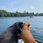 Henny Russell Instagram - Happy #NationalDogDay ❤️🐕‍🦺🐕🐾 Best creatures on Earth!