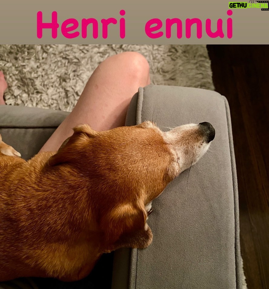 Henny Russell Instagram - Bailey hates rain. ⛈ #alliteration #HurricaneHenri