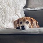 Henny Russell Instagram – Sitting in her favorite chair, watching my every move. #cutiepie #chiweenie #i❤️mydog #mygirl