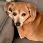Henny Russell Instagram – My little coquette