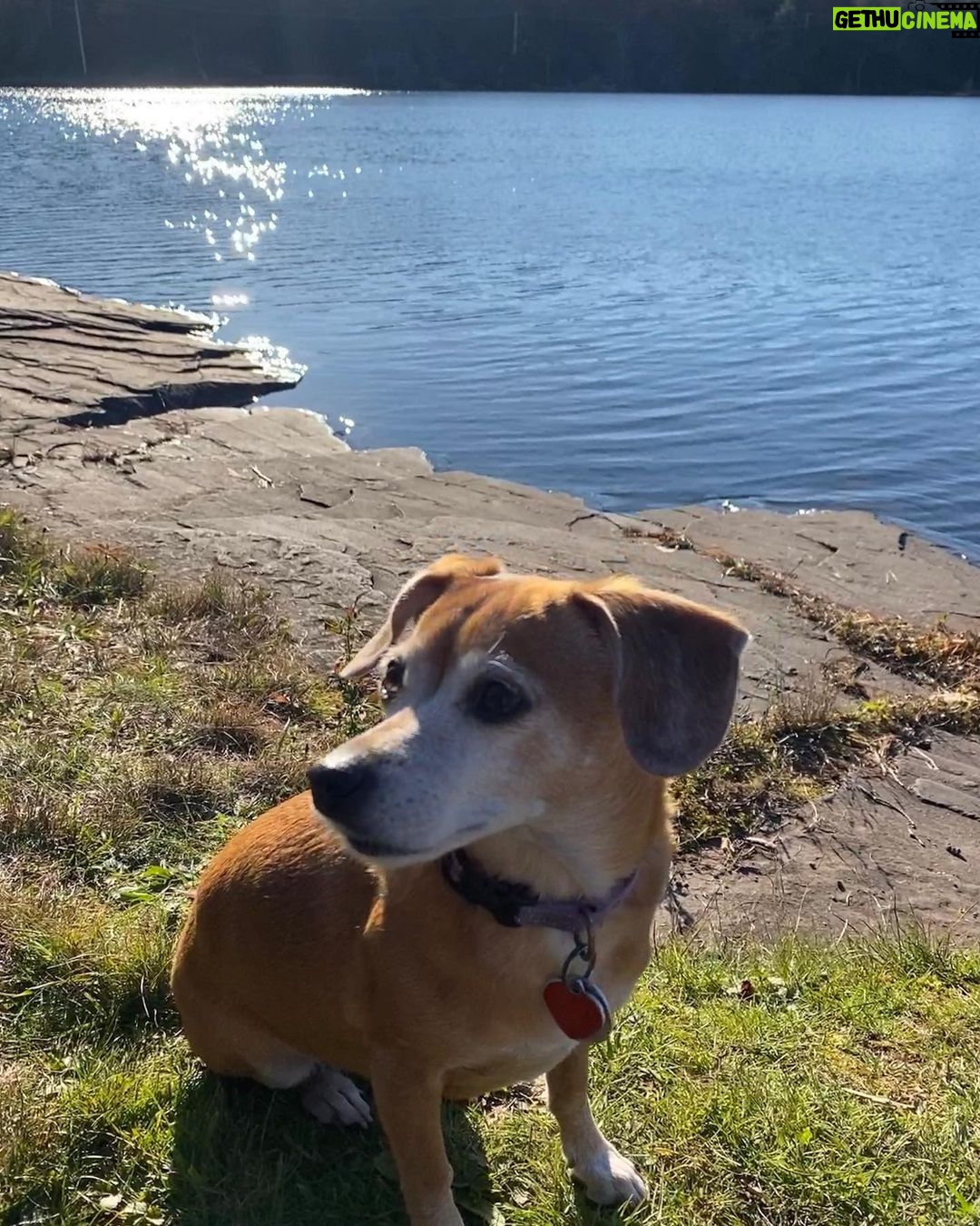 Henny Russell Instagram - Glorious weekend upstate with friends. I so love the fall! #nofilter #fall #i❤️fall #oldfriendsarethebestfriends #chiweenie New York