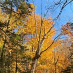 Henny Russell Instagram - Glorious weekend upstate with friends. I so love the fall! #nofilter #fall #i❤️fall #oldfriendsarethebestfriends #chiweenie New York