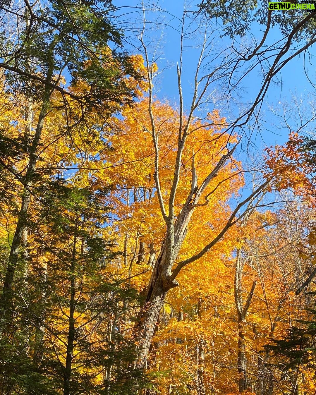 Henny Russell Instagram - Glorious weekend upstate with friends. I so love the fall! #nofilter #fall #i❤️fall #oldfriendsarethebestfriends #chiweenie New York
