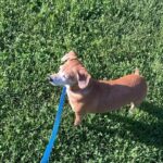 Henny Russell Instagram – 🎂 Happy Birthday, Bailey! We adopted her when she was 8 weeks old—a little 4-pound peanut. Hard to believe she is 9 years old today! She’s brought so much joy & love to our lives! ❤️❤️❤️ Thank you @andreacirie for this video.