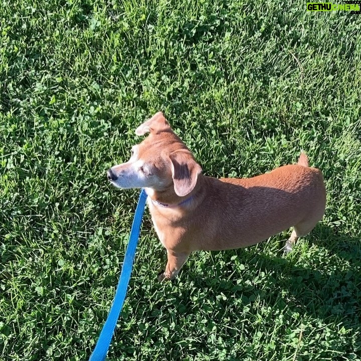 Henny Russell Instagram - 🎂 Happy Birthday, Bailey! We adopted her when she was 8 weeks old—a little 4-pound peanut. Hard to believe she is 9 years old today! She’s brought so much joy & love to our lives! ❤️❤️❤️ Thank you @andreacirie for this video.