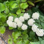 Hideo Nakano Instagram - 今日はコイツ walking中に他人の家の 花を撮影してる…ヤバいな俺 #instagood #enjoy #walking #happy #tokyo