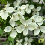 Hideo Nakano Instagram - 小沢仁志さんから 花ばかり載せて爺ィみたいな 事やめろ‼️と叱られたので　 逆らって投稿 今日のwalking花は ヤマボウシ #instagood #instagram #enjoywalking #walking #japan