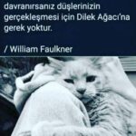 Hilal Saral Instagram -