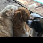 Hilal Saral Instagram - Teselli bulmak istiyorsanız bir hayvanın gözlerinde kaybolun 🙏 Bir gün değil her gün onların olmalı, görün görmezden gelmeyin, sevin sevmezden gelmeyin inanamayacaksınız hayatınıza kattıklarına nasıl değiştirdiklerine🙏🙏🙏 #4ekimdünyahayvanlarıkorumagünü bir gün değil her gün 😻