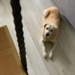 Hilal Saral Instagram - Teselli bulmak istiyorsanız bir hayvanın gözlerinde kaybolun 🙏 Bir gün değil her gün onların olmalı, görün görmezden gelmeyin, sevin sevmezden gelmeyin inanamayacaksınız hayatınıza kattıklarına nasıl değiştirdiklerine🙏🙏🙏 #4ekimdünyahayvanlarıkorumagünü bir gün değil her gün 😻