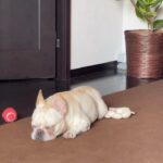 Hiroto Kyoguchi Instagram - . . . 大好きなオモチャに囲まれて幸せそうに寝る白鵬 癒し。 #frenchbulldog #frebull #フレンチブルドッグ #フレブル #ぶひ #鼻ぺちゃ #ふれぶる #保護犬 #白鵬 #ふれぶるのいる暮らし