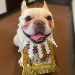 Hiroto Kyoguchi Instagram - . . . 【白鵬】 @hakuho_frebull とてもお似合いでございます。 #保護犬 #里親 #フレブル #frebull #frenchbulldog #白鵬 #女の子 #ブヒ