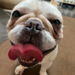 Hiroto Kyoguchi Instagram - . . . か、可愛い、、、 保護させてくれてありがとうね。 @hakuho_frebull