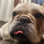 Hiroto Kyoguchi Instagram - . . . か、可愛い、、、 保護させてくれてありがとうね。 @hakuho_frebull
