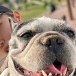 Hiroto Kyoguchi Instagram - . . . holiday🌴🐶 #京口紘人 #hirotokyoguchi #散歩してる犬と遊ぶ遊びしてた #飼い主のおとうさんと40分くらい話した #めちゃくちゃデカいフレブルやった