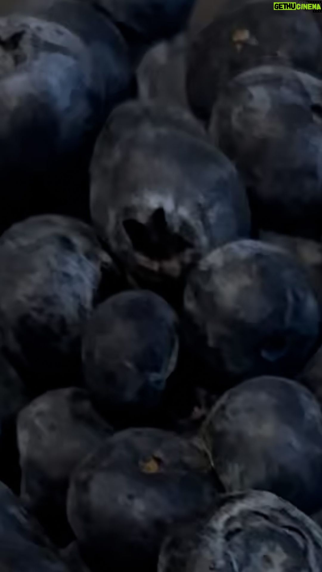 Holland Roden Instagram - π« THE BLUEBERRY CHALLENGE π« When you pick up that kid game making breakfast #blueberrychallenge #blueberrycouncil How many can you consecutively catch?! @blueberries #foodie #foodgames #fruit #breakfastideas #breakfast #stupidgames #yogurt @ludacris