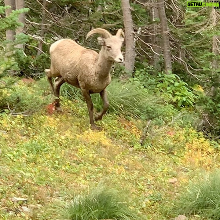 Holland Roden Instagram - Montana Glacier Park: I choose favorites and this is mine so far ❤️ breath taking at every turn- quite literally. This is on the Highline trail which we then took Garden Wall to the top. About 15.2 miles - Garden is about only .8 miles but a 1000ft vertical 🥵 I found out it’s called a wall for a reason 🤦♀️but my left knee pain was worth it to walk above the clouds and feast my eyes on alpine lakes and glacier views. 📸 @ethan.northey Also made big horned sheep friends 🙌🏻 🐑ish - on our 14th mile momma and baby came out of no where- I wish my wide eyed surprise of these dudes jumping in front -5 ft from me had been documented 🤣 About half of every hike I try and audiobook- today I hiked with @sethrogen and his Yearbook 👌🏻 highly recommend #valife #solofemaletraveler Glacier National Park-Montana