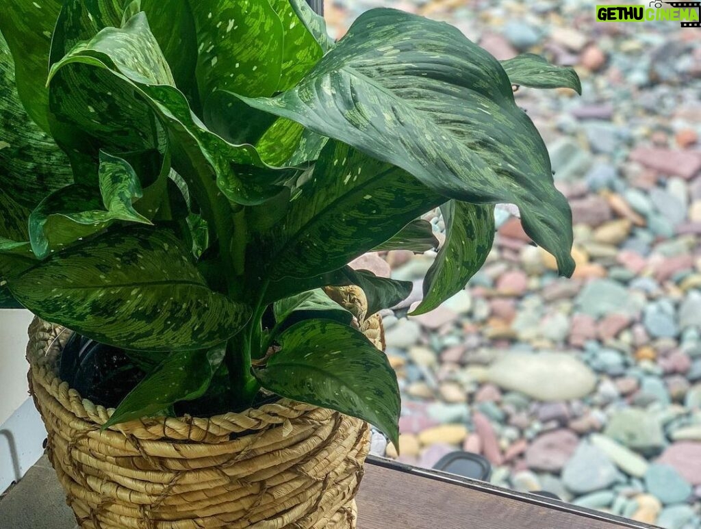 Holland Roden Instagram - 🌱proud plant mamma 🌱 My babies are fed on diffused light and mostly once a week 💦 (mostly) Meet… 🍉 Fruit Roll Up. Her shelter name was Dumb Cane. 🎋Thé Groots. They have tiny homes…in a tiny home- water every other day. (Green Ripple Pepper/ Little Fantasy, Herbst Bloodleaf (full light for these two), and Maidenhair fern) 😩TBD as my niece is naming this one. It’s OG name is sweetheart plant ❤️ @mahaleyhpatel @showmetheravi - there has been an update the four year old has named it COCONUT SOAP 🥥 🤔🤣 🧑‍🌾Walter. Aka Chinese Evergreen. This public list is mainly to remind me what they are 🤦‍♀️ And of course @tinyrollinghomestead for pushing her botanist ways on me with a front door large scale plant 😉 Glacier National Park-Montana
