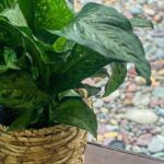 Holland Roden Instagram - 🌱proud plant mamma 🌱 My babies are fed on diffused light and mostly once a week 💦 (mostly) Meet… 🍉 Fruit Roll Up. Her shelter name was Dumb Cane. 🎋Thé Groots. They have tiny homes…in a tiny home- water every other day. (Green Ripple Pepper/ Little Fantasy, Herbst Bloodleaf (full light for these two), and Maidenhair fern) 😩TBD as my niece is naming this one. It’s OG name is sweetheart plant ❤️ @mahaleyhpatel @showmetheravi - there has been an update the four year old has named it COCONUT SOAP 🥥 🤔🤣 🧑‍🌾Walter. Aka Chinese Evergreen. This public list is mainly to remind me what they are 🤦‍♀️ And of course @tinyrollinghomestead for pushing her botanist ways on me with a front door large scale plant 😉 Glacier National Park-Montana