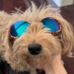 Holland Roden Instagram - Have a dog daughter. Dog daughter goes to optometrist. Now Fievel is in Doggles for her hardened lenses. And when I’m craving a painting class…