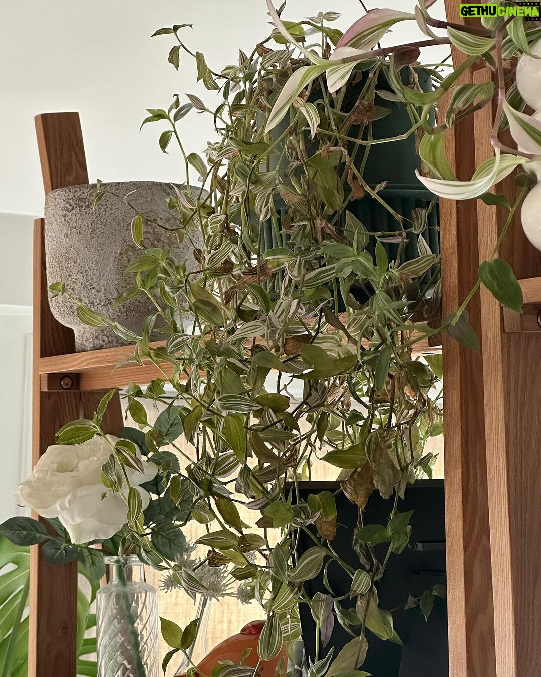 Holland Roden Instagram - Proud plant mom 🪴 Nothing makes me happier than filling my home with an indoor acceptable jungle. Rainbow moment - the more you know... That plants in your home actually ▪️Reduce stress levels ▪️Boost productivity ▪️Improve air quality If you're a fellow plant parent, which plants do you enjoy throughout your household? 🌱 I'm an ivy girl or love an asparagus plant! Los Angeles, California