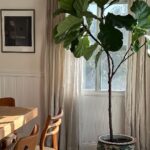 Holland Roden Instagram – Proud plant mom 🪴
Nothing makes me happier than filling my home with an indoor acceptable jungle. Rainbow moment – the more you know… That plants in your home actually
▪️Reduce stress levels
▪️Boost productivity
▪️Improve air quality
If you’re a fellow plant parent, which plants do you enjoy throughout your household? 🌱 I’m an ivy girl or love an asparagus plant! Los Angeles, California