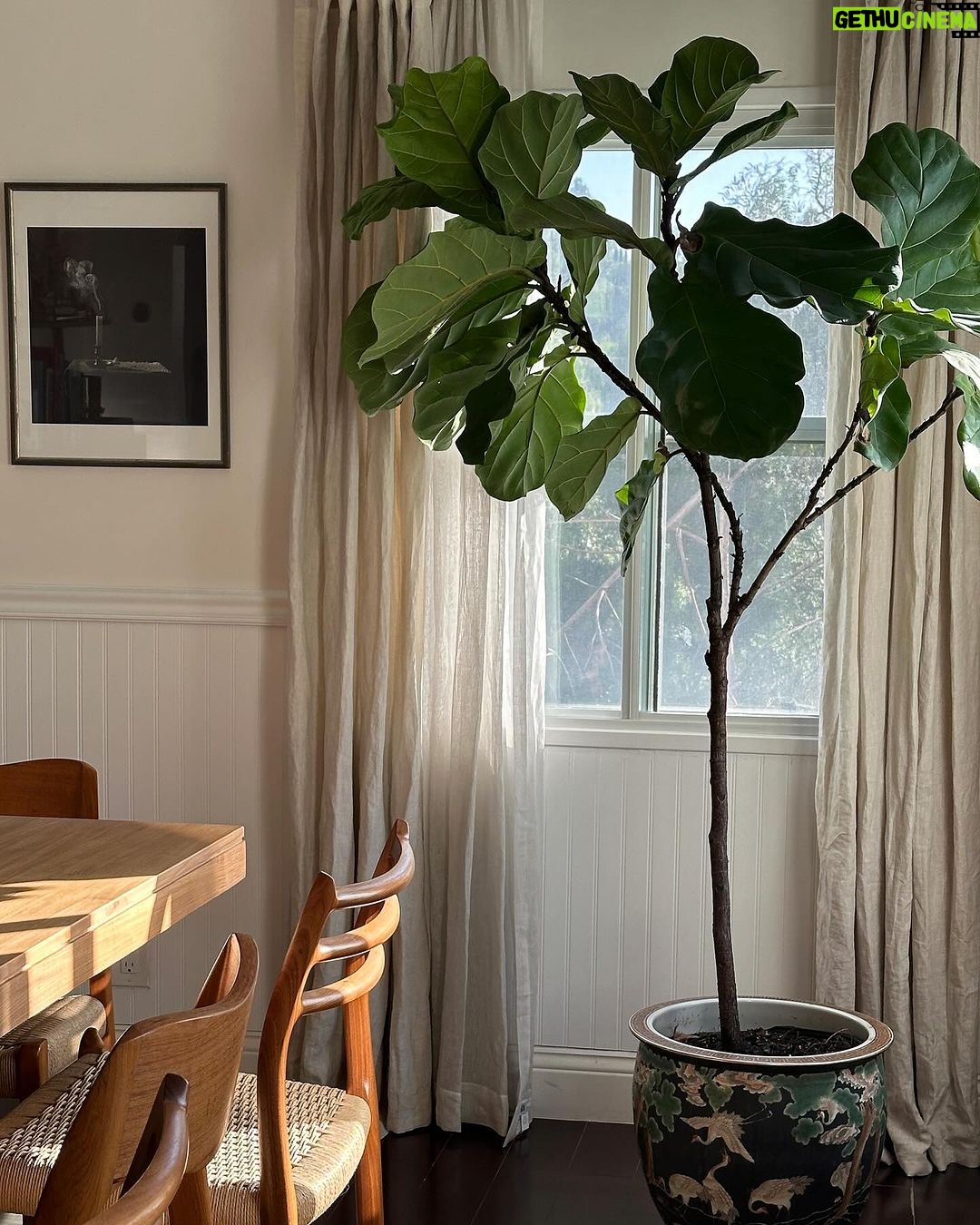 Holland Roden Instagram - Proud plant mom 🪴 Nothing makes me happier than filling my home with an indoor acceptable jungle. Rainbow moment - the more you know... That plants in your home actually ▪️Reduce stress levels ▪️Boost productivity ▪️Improve air quality If you're a fellow plant parent, which plants do you enjoy throughout your household? 🌱 I'm an ivy girl or love an asparagus plant! Los Angeles, California