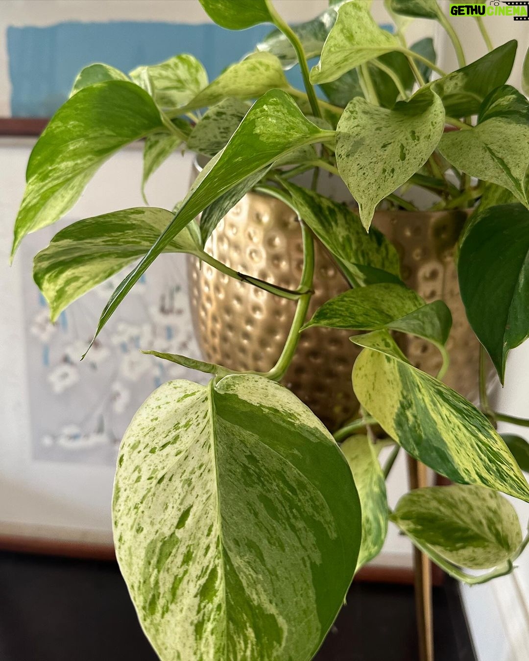Holland Roden Instagram - Proud plant mom 🪴 Nothing makes me happier than filling my home with an indoor acceptable jungle. Rainbow moment - the more you know... That plants in your home actually ▪️Reduce stress levels ▪️Boost productivity ▪️Improve air quality If you're a fellow plant parent, which plants do you enjoy throughout your household? 🌱 I'm an ivy girl or love an asparagus plant! Los Angeles, California