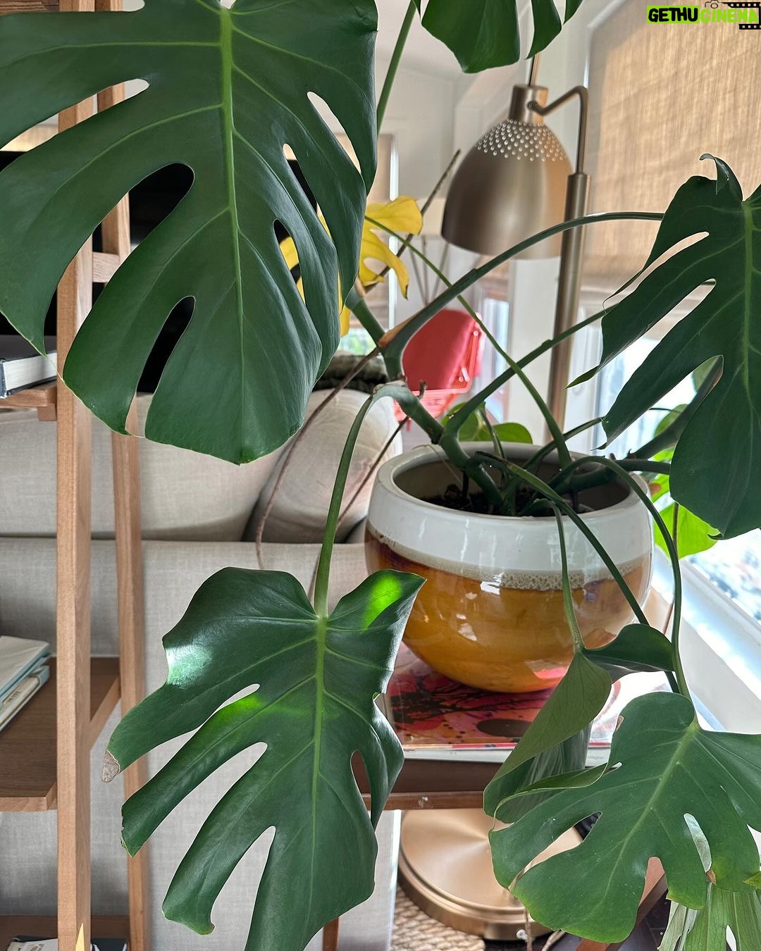 Holland Roden Instagram - Proud plant mom 🪴 Nothing makes me happier than filling my home with an indoor acceptable jungle. Rainbow moment - the more you know... That plants in your home actually ▪️Reduce stress levels ▪️Boost productivity ▪️Improve air quality If you're a fellow plant parent, which plants do you enjoy throughout your household? 🌱 I'm an ivy girl or love an asparagus plant! Los Angeles, California