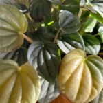 Holland Roden Instagram – Proud plant mom 🪴
Nothing makes me happier than filling my home with an indoor acceptable jungle. Rainbow moment – the more you know… That plants in your home actually
▪️Reduce stress levels
▪️Boost productivity
▪️Improve air quality
If you’re a fellow plant parent, which plants do you enjoy throughout your household? 🌱 I’m an ivy girl or love an asparagus plant! Los Angeles, California
