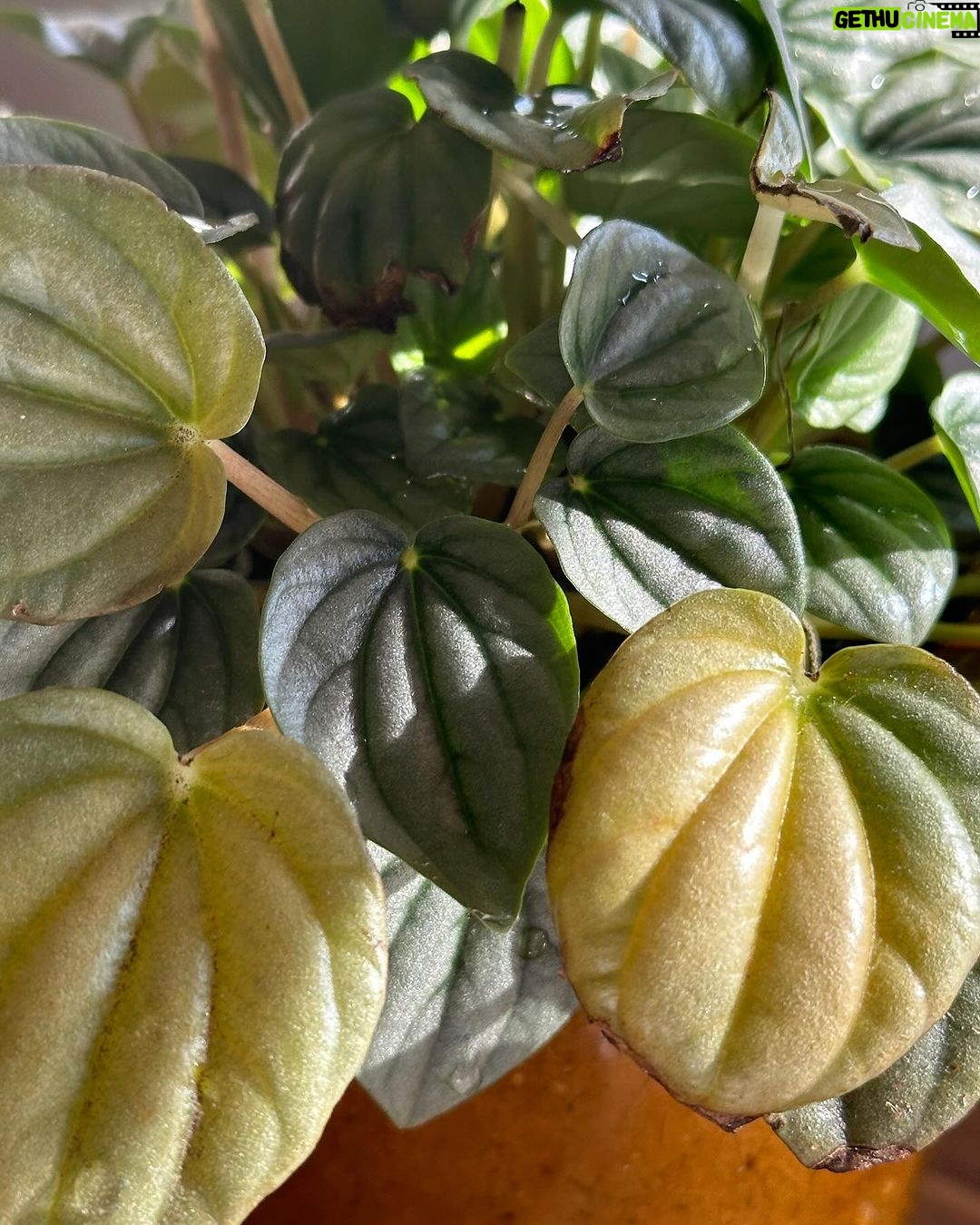 Holland Roden Instagram - Proud plant mom 🪴 Nothing makes me happier than filling my home with an indoor acceptable jungle. Rainbow moment - the more you know... That plants in your home actually ▪️Reduce stress levels ▪️Boost productivity ▪️Improve air quality If you're a fellow plant parent, which plants do you enjoy throughout your household? 🌱 I'm an ivy girl or love an asparagus plant! Los Angeles, California