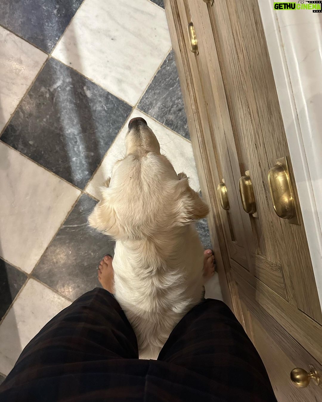 Holly Willoughby Instagram - Tell me the cats in the kitchen without telling me the cats in the kitchen… 😹