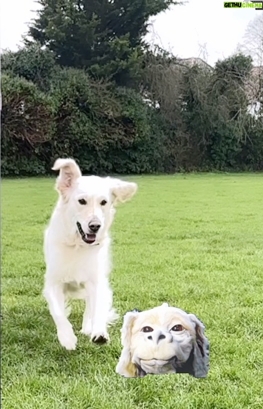 Holly Willoughby Instagram - The NeverEnding Story was a favourite film of mine as a child… Now I’ve got my very own Falkor 🤍 ‘Never give up and good luck will find you’ 🍀 🐉 #bailey #dogsofinstagram #neverendingstory