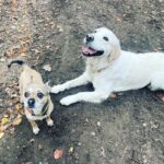 Holly Willoughby Instagram - Instagram VS reality… 🤣 Poppy & Bailey 🐶 @danniiwhiteman thank your the new dog walk route ♥️