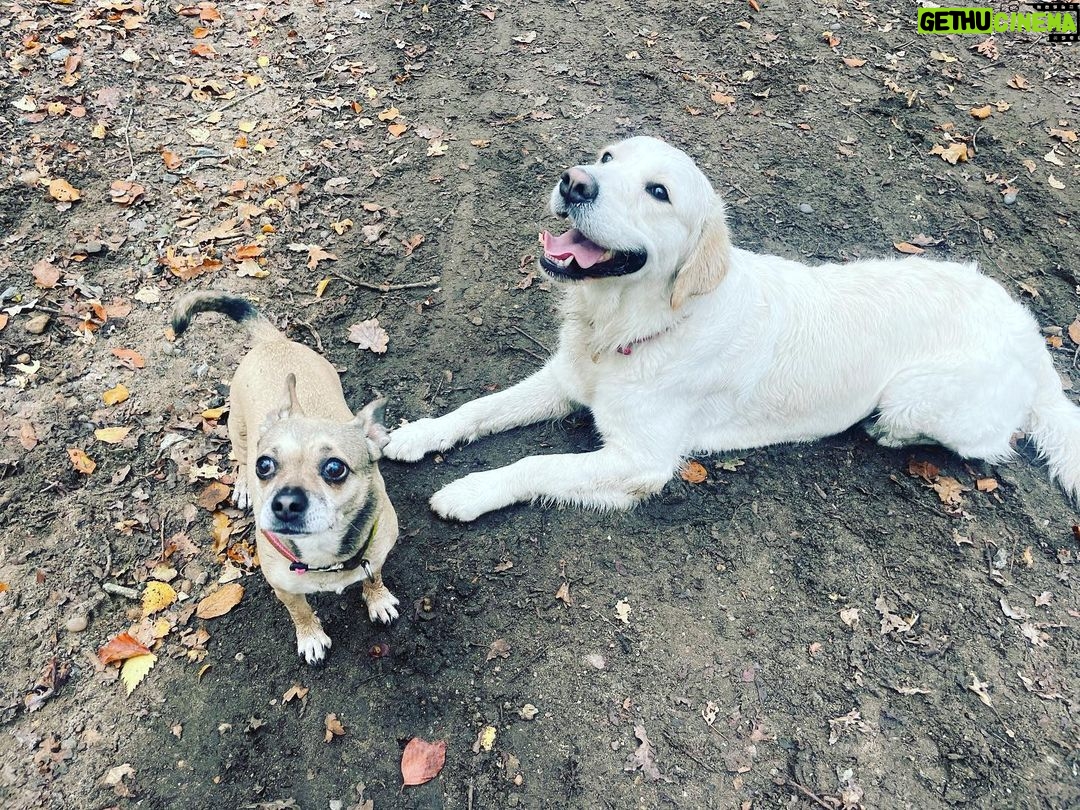 Holly Willoughby Instagram - Instagram VS reality… 🤣 Poppy & Bailey 🐶 @danniiwhiteman thank your the new dog walk route ♥️