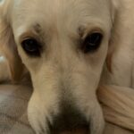 Holly Willoughby Instagram - Hello… 🐾 #Bailey