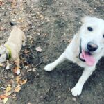Holly Willoughby Instagram - Instagram VS reality… 🤣 Poppy & Bailey 🐶 @danniiwhiteman thank your the new dog walk route ♥️