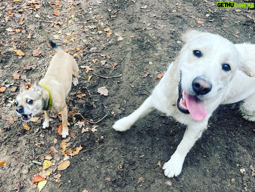 Holly Willoughby Instagram - Instagram VS reality… 🤣 Poppy & Bailey 🐶 @danniiwhiteman thank your the new dog walk route ♥️