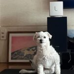 Hong Ji-hee Instagram - 누나 대신 내가 한다 홈요가 횹-